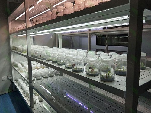 浩口镇植物组织培养实验室设计建设方案